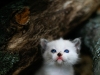 White Kitten